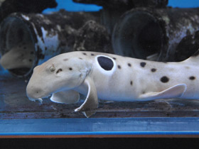 Фото Глазчатая кошачья акула