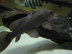 Смотреть фото Жирафовый сом Фото Жирафовый сом