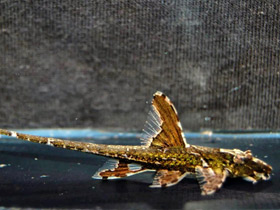 Фото Красная лорикария