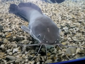 Фото Мешкожаберный сом