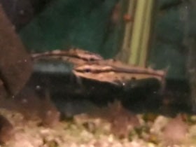 Фото Узорчатый стеклянный багрус