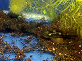 Смотреть фото Красноплавничный гипанциструс Фото Красноплавничный гипанциструс