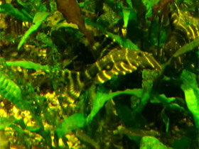 Смотреть фото Панак Фото Панак