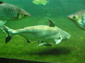 Фото Высокоплавничный пангасиус