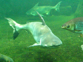 Фото Высокоплавничный пангасиус