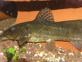 Фото Parauchenoglanis pantherinus