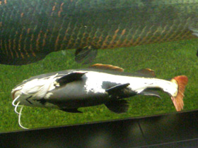 Смотреть фото Краснохвостый сом Фото Краснохвостый сом