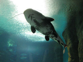 Смотреть фото Краснохвостый сом Фото Краснохвостый сом