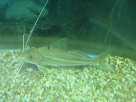 Смотреть фото Сом-блоха Фото Сом-блоха