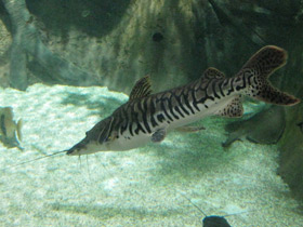 Фото Тигровая псевдоплатистома