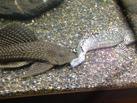 Смотреть фото Парчовый птеригоплихт Фото Парчовый птеригоплихт