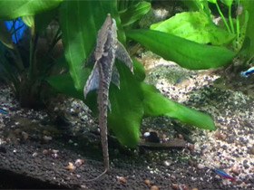 Смотреть фото Панамская стурисома Фото Панамская стурисома