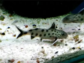 Фото Танганьикский сомик