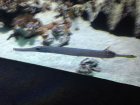 Фото Китайский флейторыл