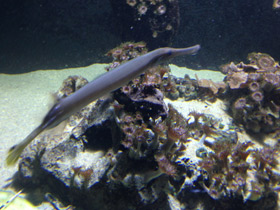 Фото Китайский флейторыл