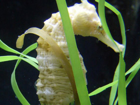 Фото Желтый пятнистый конёк