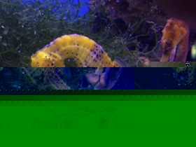 Фото Желтый пятнистый конёк