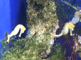 Смотреть фото Желтый морской конек Фото Желтый морской конек