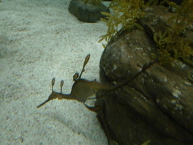 Фото Морской дракон обыкновенный