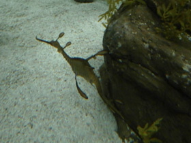 Фото Морской дракон обыкновенный