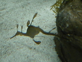 Фото Морской дракон обыкновенный