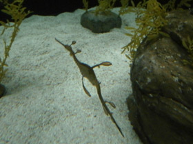 Фото Морской дракон обыкновенный