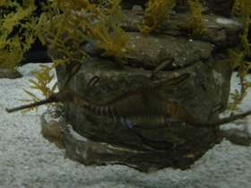 Фото Морской дракон обыкновенный