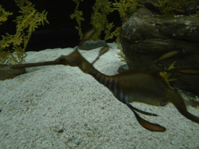 Фото Морской дракон обыкновенный