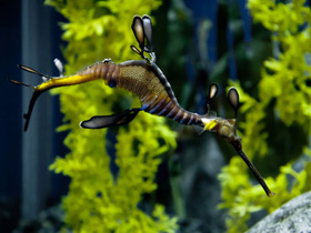 Фото Морской дракон обыкновенный