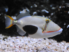 Смотреть фото Бородавчатый спинорог Фото Бородавчатый спинорог