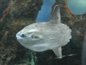 Фото Обыкновенная луна-рыба