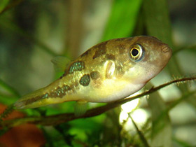 Смотреть фото Зелёный тетрадон – не для всех Фото Зелёный тетрадон – не для всех