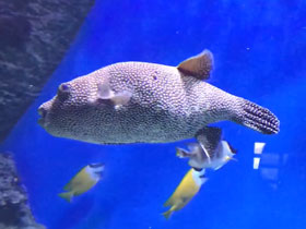 Фото Белоточечный аротрон