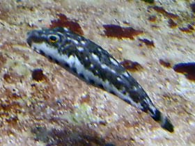 Смотреть фото Атлантическая рыба-шар Фото Атлантическая рыба-шар