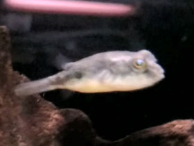 Смотреть фото Тетрадон фахак Фото Тетрадон фахак