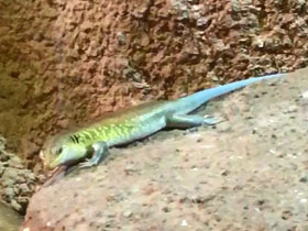 Фото Африканская агама