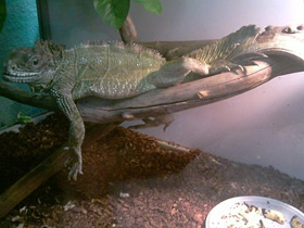 Смотреть фото Парусная ящерица Фото Парусная ящерица