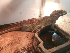 Смотреть фото Парусная ящерица Фото Парусная ящерица