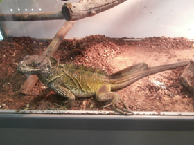 Смотреть фото Парусная ящерица Фото Парусная ящерица