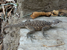 Фото Кашмирская горная агама