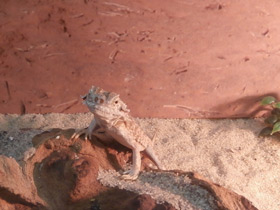 Фото Ушастая круглоголовка