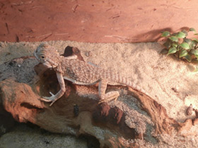 Фото Ушастая круглоголовка