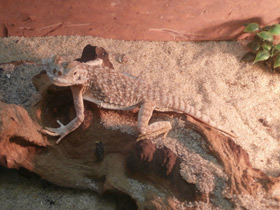 Фото Ушастая круглоголовка