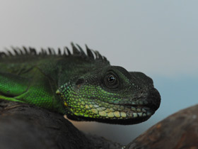 Фото Водяная агама