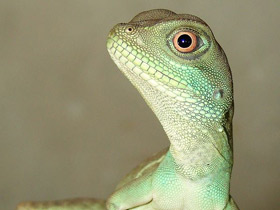 Фото Водяная агама