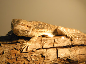 Смотреть фото Бородатая агама Фото Бородатая агама