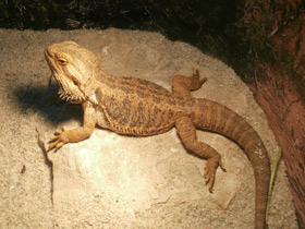 Смотреть фото Бородатая агама Фото Бородатая агама