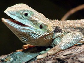 Смотреть фото Бородатая агама Фото Бородатая агама