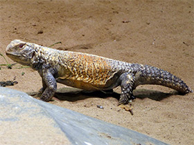 Смотреть фото Панцирный шипохвост Фото Панцирный шипохвост