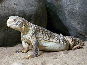 Смотреть фото Панцирный шипохвост Фото Панцирный шипохвост